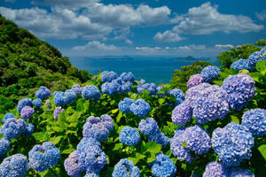 Blue Hydrangea Flowers Outdoors Wallpaper