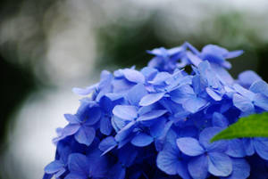 Blue Hydrangea Macro Shot Wallpaper