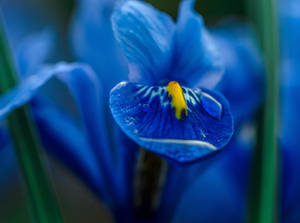 Blue Iris Flower Wallpaper