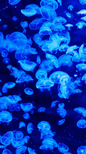 Blue Jellyfish In The Ocean Wallpaper