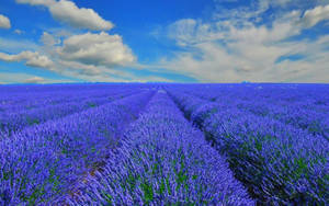 Blue Lavender Flower Field Wallpaper