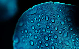 Blue Leaf Water Droplets Wallpaper