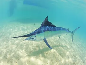 Blue Marlin Swimming Underwater.jpg Wallpaper