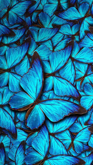 Blue Monarch Butterflies Wallpaper