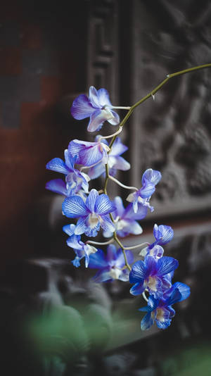 Blue Moth Orchids Wallpaper