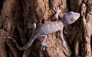 Blue Orange Tokay Gecko Wallpaper