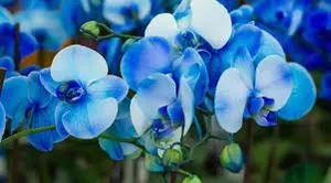 Blue Orchid Variety Wallpaper