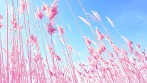 Blue Pastel Aesthetic Pink Field Wallpaper