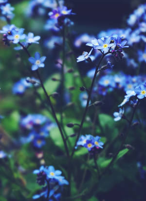 Blue Petite Myosotis Flowers Wallpaper