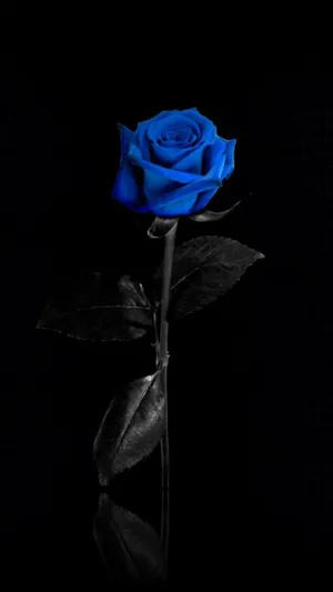 Blue Rose Flower Apple Wallpaper