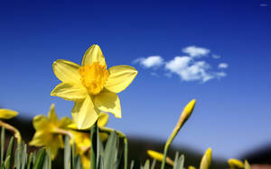 Blue Sky Over Macro Shot Daffodils Wallpaper