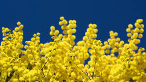 Blue Sky Yellow Mimosa Flowers Wallpaper