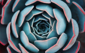 Blue Spiral Flower Wallpaper
