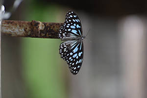 Blue Tiger Aesthetic Butterfly Wallpaper