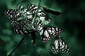 Blue Tiger Butterflies Wallpaper