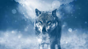 Blue Tinge Wolf Aesthetic Wallpaper