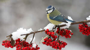 Blue Titon Snowy Branchwith Red Berries.jpg Wallpaper