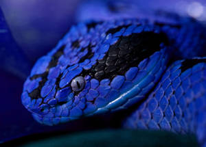 Blue Viper Snake Wallpaper