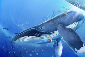 Blue Whale With Diver Wallpaper