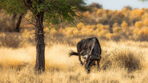 Blue Wildebeest In Africa 4k Wallpaper