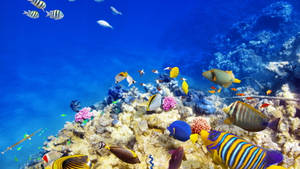 Blue Yellow Tropical Fish Wallpaper