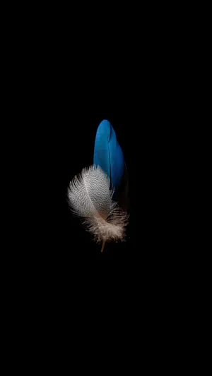 Blueand White Featheron Black Background Wallpaper