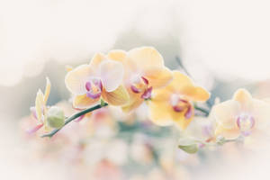 Blurry Yellow Orchids Wallpaper