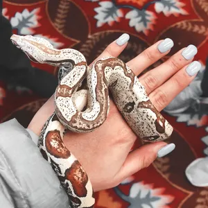 Boa Snake On Hand Wallpaper
