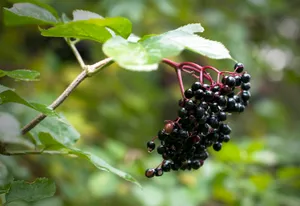 Bokeh Hanging Purple Elderberry Fruits Wallpaper