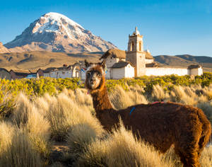 Bolivia Alpaca In Sajama National Park Wallpaper