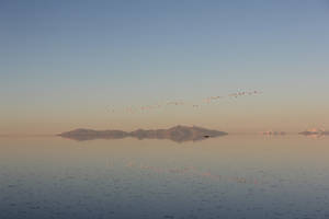 Bolivia Flock Of Flamingos In Uyuni Wallpaper