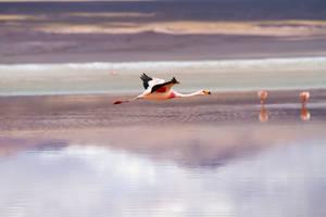 Bolivia Uyuni Flamingo Wallpaper