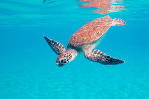 Bonaire Sea Turtle Wallpaper