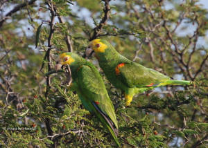 Bonaire Yellow Parrot Wallpaper