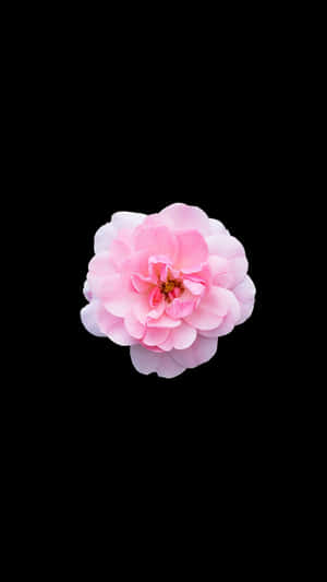 Bonica 82 Black And Pink Flower Wallpaper