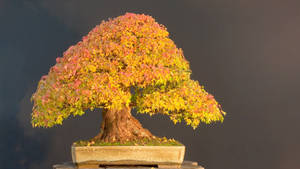 Bonsai Tree Chokan Style Plant Photography Wallpaper