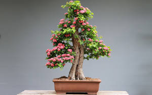 Bonsai Tree Chokan Style Tiny Plant Photography Wallpaper