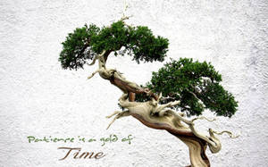 Bonsai Tree Patience Quotes Photography Wallpaper