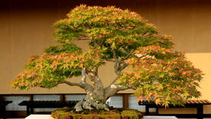 Bonsai Tree Semi-cascade Style Photography Wallpaper