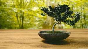 Bonsai Tree Slanting Style Tiny Plant Photography Wallpaper