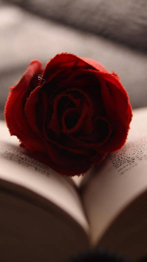 Book And Red Rose Iphone Wallpaper
