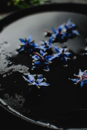 Borage Blue Flowers Phone Wallpaper