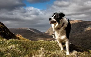 Border Collie Dog Wallpaper