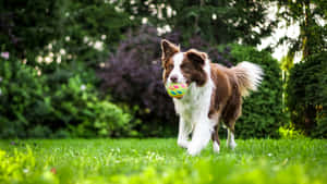 Border Collie Retrieves Ball During Training Wallpaper