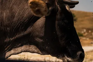 Bosnia And Herzegovina Buša Native Cattle Wallpaper