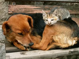Boss Cat With Dog Wallpaper