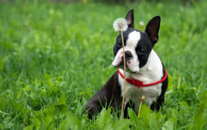 Boston Terrier Dog In The Grass Wallpaper