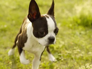 Boston Terrier Gait Close Up Cute Wallpaper