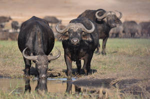 Botswana African Buffalo Wallpaper