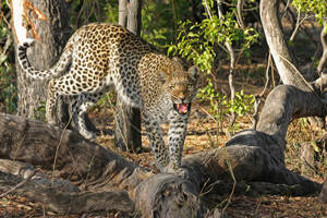 Botswana Angry Leopard Wallpaper